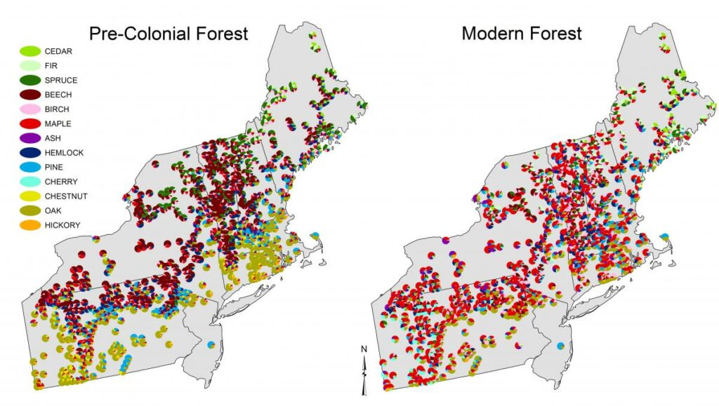 Map comparing pre-colonial forest to modern forest