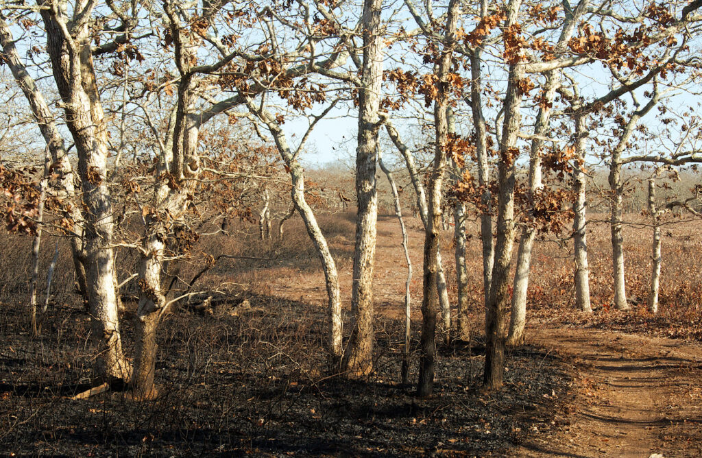 A field of trees with slightly burnt trunk bases from a prescribed burn
