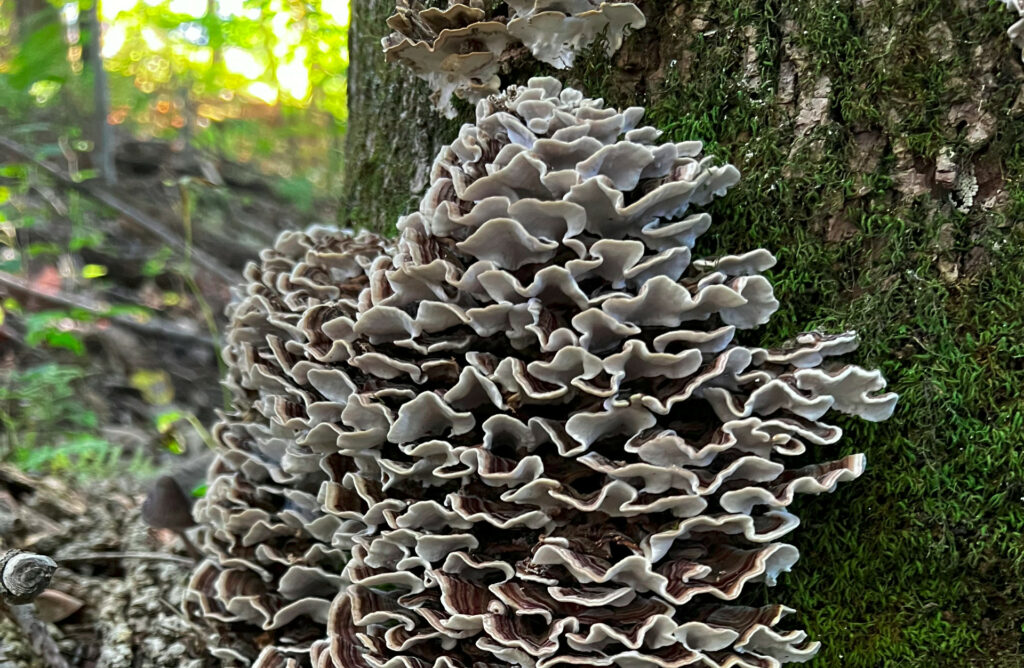 Turkey Tail mushroom at the base of a dying ash tree